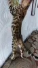 Additional photos: Bengal kittens