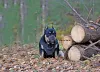 Photo №3. American bully. Russian Federation