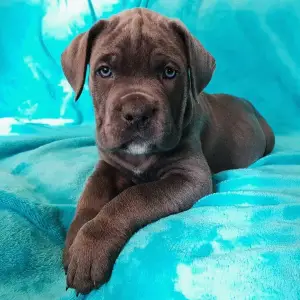 Additional photos: Puppies of Cane Corso breed are offered for sale.