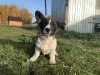 Additional photos: Cardigan Welsh Corgi puppies