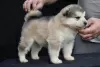 Additional photos: Alaskan Malamute puppies