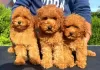 Additional photos: Poodle puppies