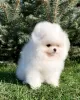 Additional photos: pomeranian