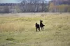 Additional photos: Straight Coated Retriever Puppy