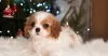 Photo №1. cavalier king charles spaniel - for sale in the city of Berlin | 1035$ | Announcement № 33340