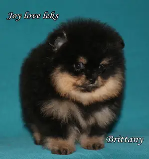 Photo №1. german spitz - for sale in the city of Zelenodolsk | Negotiated | Announcement № 3682