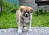 Photo №1. akita - for sale in the city of Cherkassky Bishkin | negotiated | Announcement № 50488