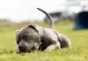 Photo №1. american bully - for sale in the city of Gdańsk | 158$ | Announcement № 82716