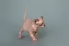 Photo №2 to announcement № 9998 for the sale of sphynx-katze - buy in United States from nursery, breeder