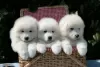 Photo №1. samoyed dog - for sale in the city of Покров | 609$ | Announcement № 10624