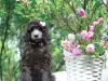 Photo №4. I will sell poodle (royal) in the city of Лович. private announcement, from nursery - price - 2113$