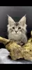 Photo №1. maine coon - for sale in the city of Kharkov | 1414$ | Announcement № 44557