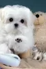 Photo №1. maltese dog - for sale in the city of Ma'ameer | Is free | Announcement № 9847