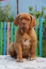 Photo №4. I will sell dogue de bordeaux in the city of Novosibirsk. breeder - price - 813$