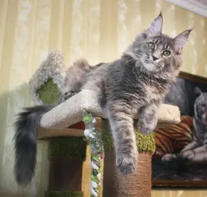 Photo №1. maine coon - for sale in the city of Volgograd | 1100$ | Announcement № 3423