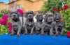 Photo №1. cane corso - for sale in the city of Munich | 317$ | Announcement № 41713