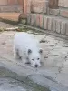 Photo №3. West Highland White Terrier - Westie. Serbia