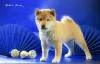 Photo №1. shiba inu - for sale in the city of Astrakhan | negotiated | Announcement № 95457