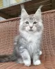 Photo №2 to announcement № 71089 for the sale of maine coon - buy in Israel private announcement