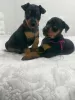 Photo №2 to announcement № 18296 for the sale of miniature pinscher - buy in Belarus private announcement