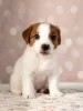 Photo №2 to announcement № 11542 for the sale of jack russell terrier - buy in Ukraine private announcement