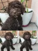 Additional photos: Lagotto Romagnolo puppies for sale