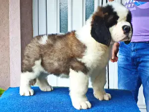 Photo №2 to announcement № 2372 for the sale of st. bernard - buy in Serbia from nursery