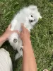 Additional photos: Selling a Pomeranian Spitz puppy, 4 month old girl, snow-white beauty, nickname