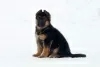 Photo №1. german shepherd - for sale in the city of Chelyabinsk | 651$ | Announcement № 80271