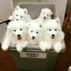 Photo №3. Beautiful Samoyed Puppies. Norway