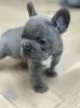 Additional photos: French Bulldog puppies