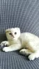 Photo №4. I will sell scottish fold in the city of Daugavpils. private announcement - price - negotiated