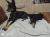 Additional photos: Miniature pinscher puppies for sale