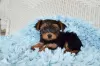 Photo №3. Stunning Yorkshire Terrier puppies. United Kingdom