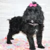 Photo №1. labradoodle - for sale in the city of Chicago | 500$ | Announcement № 45612