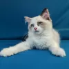 Photo №4. I will sell ragdoll in the city of Vladivostok. from nursery, breeder - price - negotiated