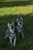 Additional photos: Siberian husky puppies