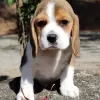 Additional photos: beagle puppies looking