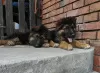 Photo №1. german shepherd - for sale in the city of Krakow | 845$ | Announcement № 52772