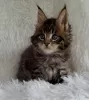 Photo №1. maine coon - for sale in the city of New York | 300$ | Announcement № 110706