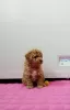 Photo №4. I will sell poodle (toy) in the city of Москва. private announcement - price - 1041$