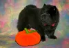 Additional photos: Chow Chow puppies