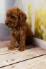 Additional photos: Rkf mini toy poodle puppies