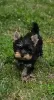 Photo №2 to announcement № 109098 for the sale of yorkshire terrier - buy in Germany private announcement, breeder