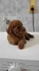 Additional photos: Mini poodle puppies