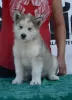 Photo №1. alaskan malamute - for sale in the city of Uzdin | negotiated | Announcement № 105071