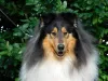 Additional photos: Rough Collie puppies