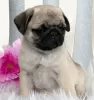 Photo №2 to announcement № 97188 for the sale of pug - buy in Germany breeder