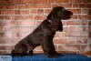 Additional photos: Field Spaniel - puppies