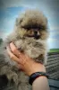 Additional photos: Pomeranian Spitz, puppies. Mini bears